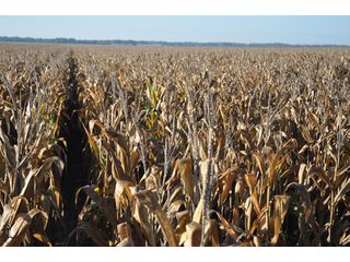 Property photo 13 - 220.9 +/- Acres Offered in 5 Tracts - Farmland Auction